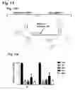 Fig. 15 - Compositions for the inactivation of virus replication and methods of making and using the same