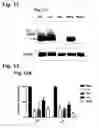 Fig. 16 - Compositions for the inactivation of virus replication and methods of making and using the same