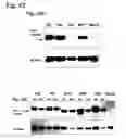 Fig. 17 - Compositions for the inactivation of virus replication and methods of making and using the same