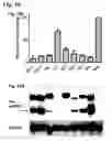 Fig. 18 - Compositions for the inactivation of virus replication and methods of making and using the same