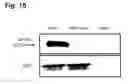 Fig. 22 - Compositions for the inactivation of virus replication and methods of making and using the same