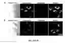 Fig. 46 - Multicolored pH-activatable fluorescence nanoplatform