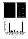 Fig. 55 - Multicolored pH-activatable fluorescence nanoplatform