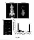 Fig. 58 - Multicolored pH-activatable fluorescence nanoplatform
