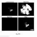 Fig. 59 - Multicolored pH-activatable fluorescence nanoplatform