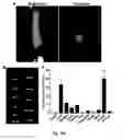 Fig. 63 - Multicolored pH-activatable fluorescence nanoplatform