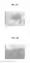 Fig. 04 - Biocompatible scaffolds with tissue fragments