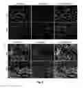 Fig. 10 - Fractionating Extracellular Matrix to Modulate Bioactivity and the Host Response
