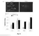 Fig. 16 - Fractionating Extracellular Matrix to Modulate Bioactivity and the Host Response