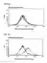 Fig. 06 - Bioengineered allogeneic blood vessel