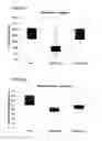 Fig. 32 - Bioengineered allogeneic blood vessel