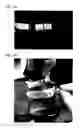Fig. 33 - Bioengineered allogeneic blood vessel