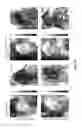 Fig. 15 - Method of Preparing Artificial Organs, and Related Compositions