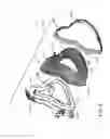 Fig. 07 - Cushion for patient interface device, breathing mask with cushion, and method and apparatus for same