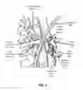 Fig. 02 - METHODS AND KITS FOR TREATING DYSMOTILITY