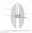 Fig. 10 - Computerized yo-yo