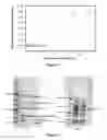 Fig. 11 - Functionalization of a porous membrane with an adsorbed polyacid