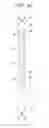 Fig. 42 - Micro-tube particles for microfluidic assays and methods of manufacture