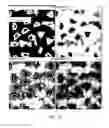 Fig. 32 - Abrasive particles having particular shapes and methods of forming such particles