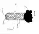 Fig. 09 - Single wall carbon nanotube purification process and improved single wall carbon nanotubes
