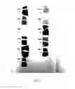 Fig. 06 - Reverse photochromic borosilicate glasses