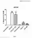 Fig. 08 - Anti-angiogenic compounds