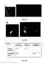 Fig. 45 - Anti-angiogenic compounds