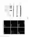 Fig. 04 - NOVEL MODULATORS OF SPHINGOSINE PHOSPHATE RECEPTORS