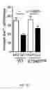 Fig. 33 - Ganciclovir derivatives for modulating innate and adaptive immunity and for use in immunotherapy