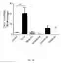 Fig. 40 - Ganciclovir derivatives for modulating innate and adaptive immunity and for use in immunotherapy