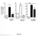 Fig. 41 - Ganciclovir derivatives for modulating innate and adaptive immunity and for use in immunotherapy