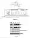 Fig. 03 - Marinopyrrole derivatives and methods of making and using same