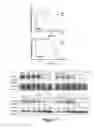 Fig. 05 - Marinopyrrole derivatives and methods of making and using same
