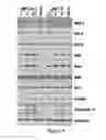 Fig. 06 - Marinopyrrole derivatives and methods of making and using same