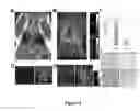Fig. 03 - Molecular Imaging Probes