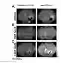 Fig. 07 - Molecular Imaging Probes