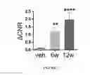 Fig. 08 - Molecular Imaging Probes