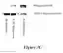 Fig. 07 - Methods of developing selective peptide antagonists