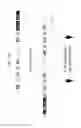 Fig. 37 - Modular DNA-binding domains and methods of use