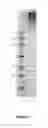 Fig. 05 - Vaccine