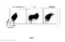 Fig. 07 - MOLECULES THAT SELECTIVELY ACTIVATE REGULATORY T CELLS FOR THE TREATMENT OF AUTOIMMUNE DISEASES