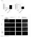 Fig. 05 - LIPIDATED PEPTIDES AS NEUROPROTECTIVE AGENTS