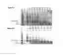 Fig. 07 - Variants of C-Type Natriuretic Peptide