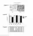 Fig. 30 - Variants of C-Type Natriuretic Peptide