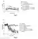 Fig. 06 - Novel Glucagon Analogues