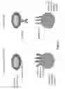 Fig. 02 - Compositions and methods of chimeric autoantibody receptor T cells