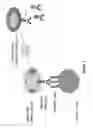 Fig. 03 - Compositions and methods of chimeric autoantibody receptor T cells