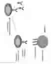 Fig. 04 - Compositions and methods of chimeric autoantibody receptor T cells