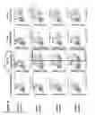 Fig. 11 - Compositions and methods of chimeric autoantibody receptor T cells