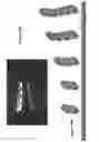 Fig. 17 - Compositions and methods of chimeric autoantibody receptor T cells